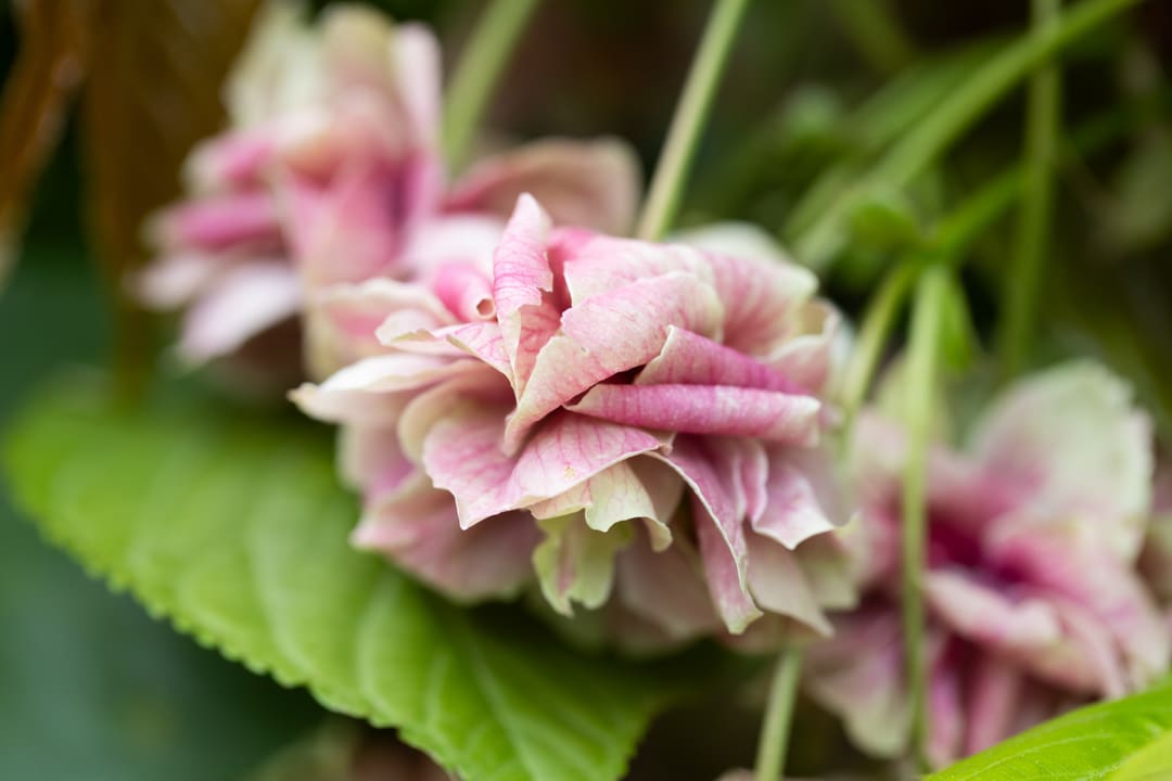 NPS027-Prunus-Sumaura-fugenzo-
