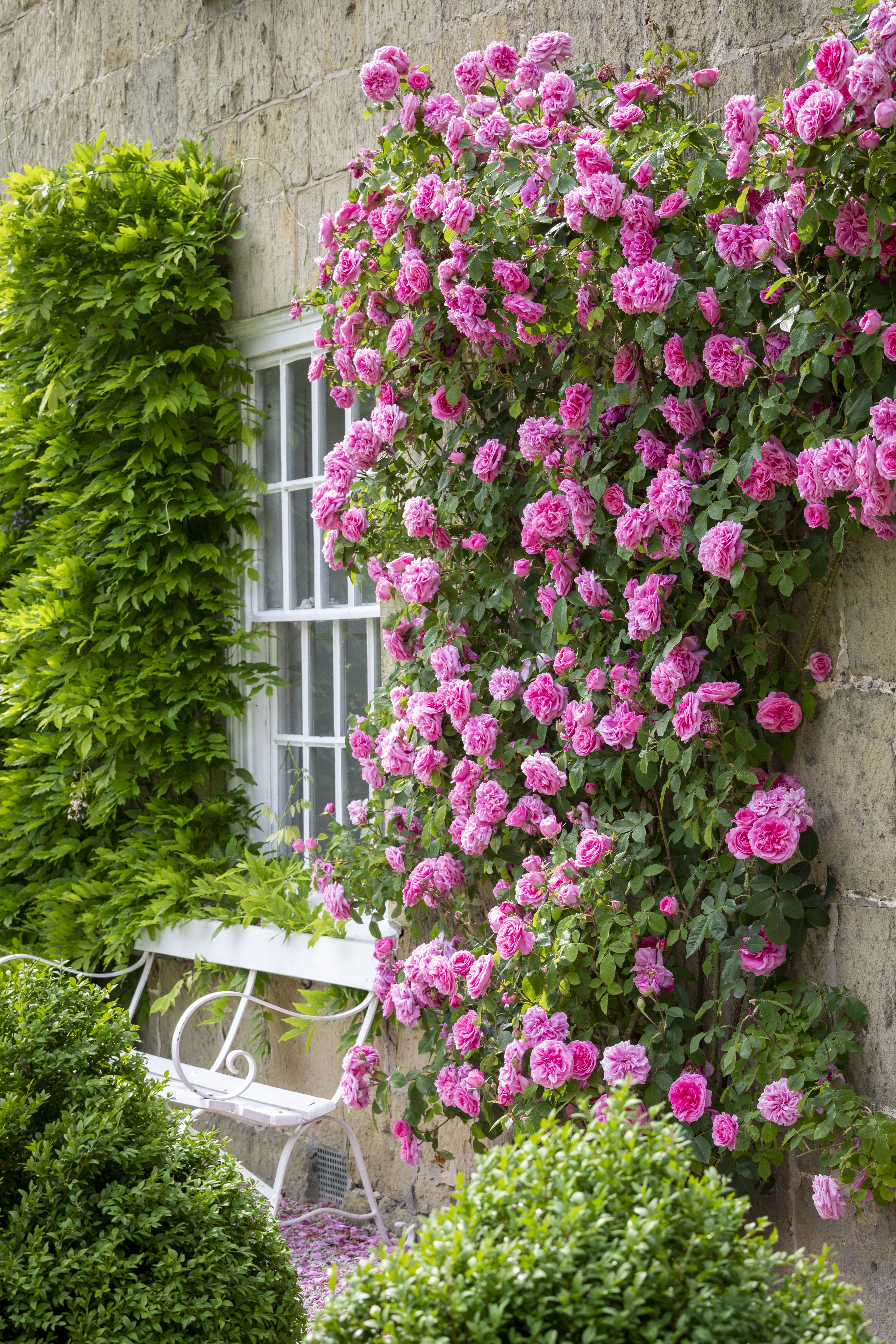 Gertrude Jekyll® Named World's Favourite Rose 2025